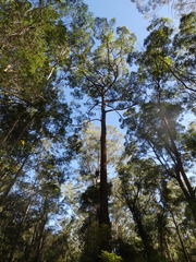 Eucalyptus microcorys