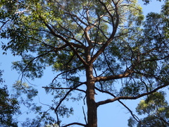 Eucalyptus microcorys