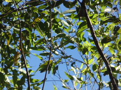 Eucalyptus microcorys