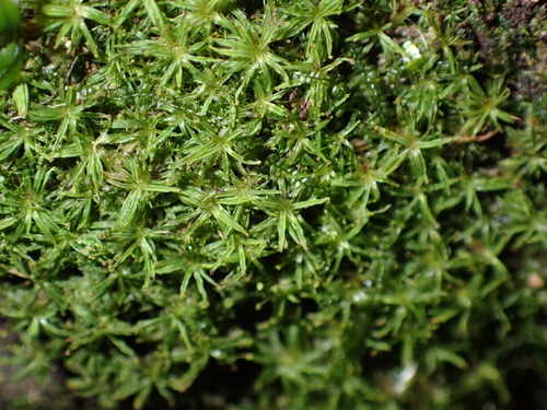 Syrrhopodon gaudichaudii observed 2026-06-21
