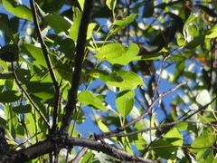Eucalyptus microcorys
