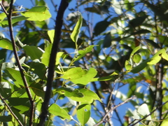 Eucalyptus microcorys
