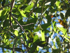 Eucalyptus microcorys