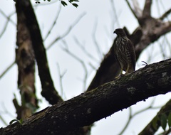 Accipiter badius