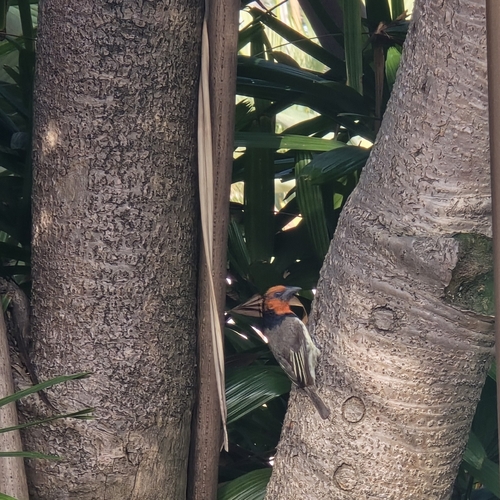 Black-collared Barbet