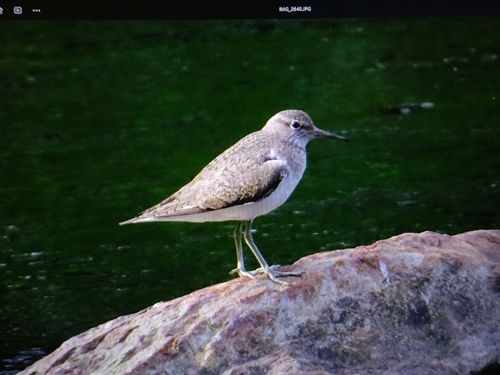 Common Sandpiper