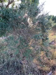 Ozothamnus ferrugineus