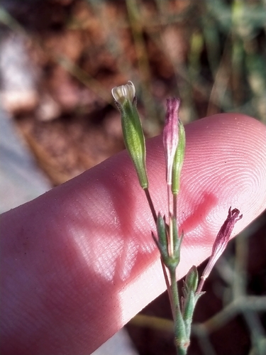 Silene inaperta
