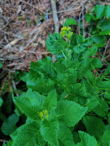 Jacobaea alpina (Jacobaea alpina)