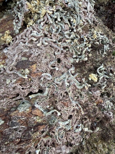 Spirobranchus kraussii observed 2026-06-21