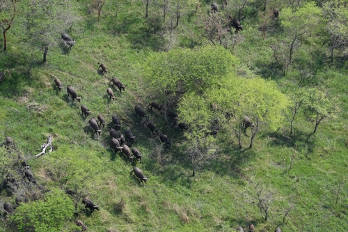 African Buffalo