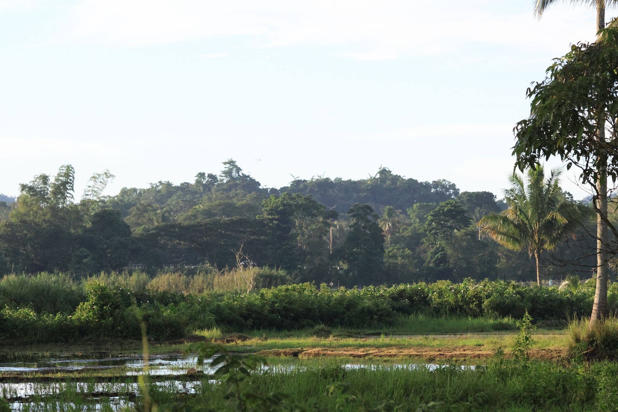 Eastern Grass Owl (Tyto longimembris), photo 5
