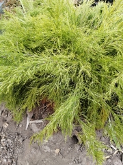 Thamnochortus bachmannii