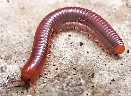 Rusty Millipede