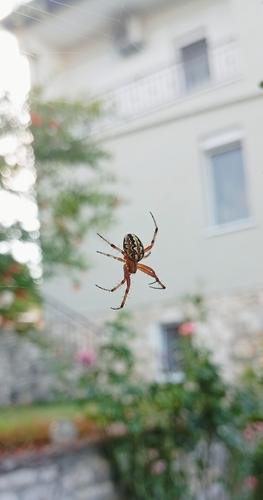Bordered Orbweaver