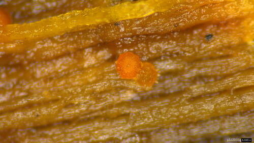 Hydropisphaera peziza