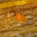 Hydropisphaera peziza