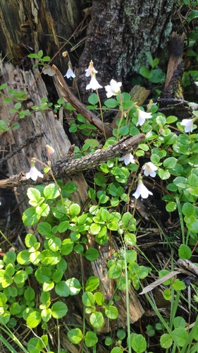 Twinflower