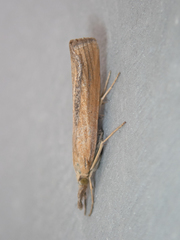 Pediasia luteella