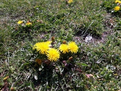Taraxacum