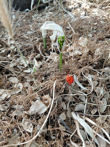 Italian arum
