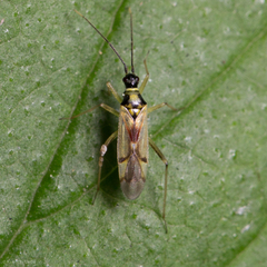 Tupiocoris