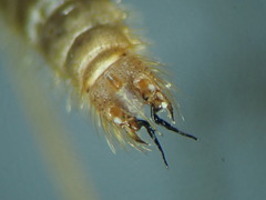 Molophilus griseus