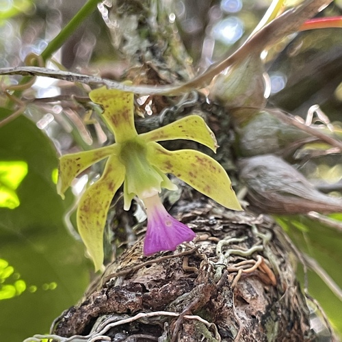 Encyclia bracteata