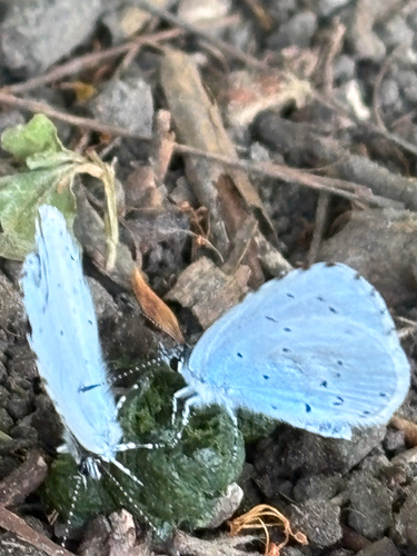 Holly Blue