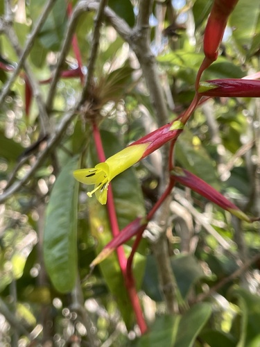 Vriesea procera