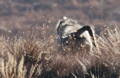 Chacma Baboon