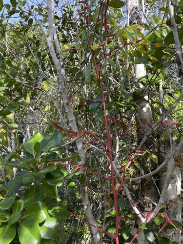 Vriesea procera, photograph 2