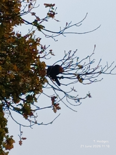 Red-winged Starling
