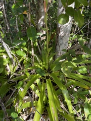 Vriesea procera, photograph (c) B. Phalan, some rights reserved (CC BY)