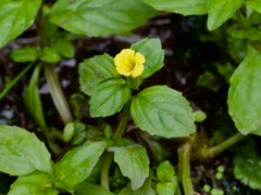 Erythranthe nepalensis, photograph (c) りなべる, some rights reserved (CC BY)