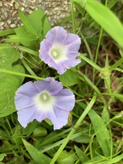 Ipomoea nil