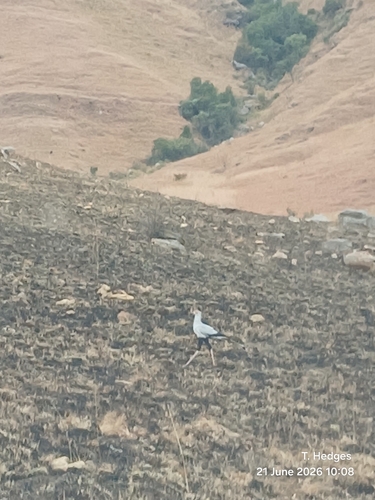 Secretarybird