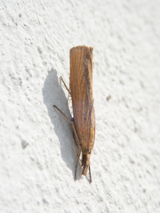 Pediasia luteella