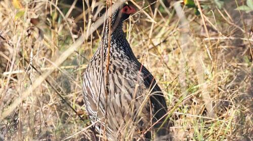 Red-necked Spurfowl