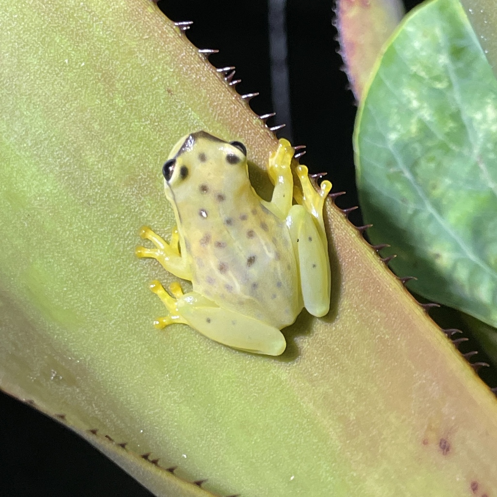 Bahia Heart-Tongued Frog