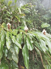 Alpinia sessiliflora