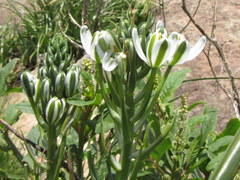 Albuca fastigiata