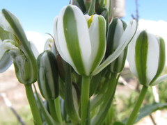 Albuca fastigiata
