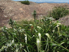 Albuca fastigiata