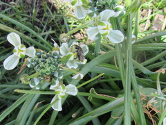 Albuca fastigiata