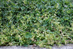 Stellaria apetala
