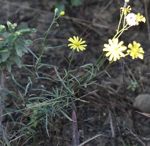 Narrow-leaved Ragwort