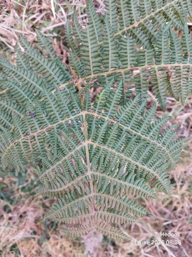 Southern Bracken