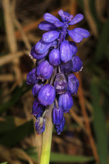 Muscari neglectum