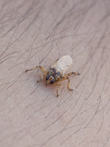 Hippobosca longipennis